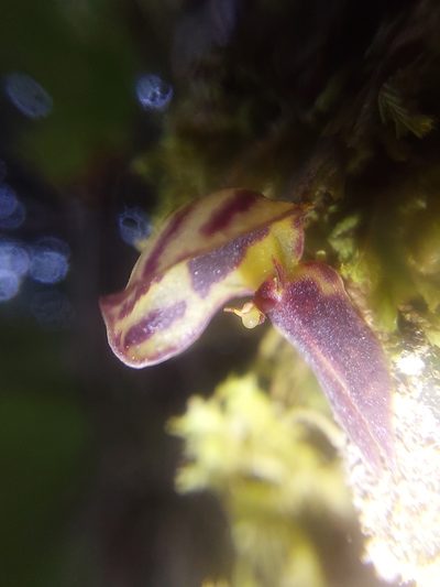 Andinia pilosella, photographed by Daniel Mesa