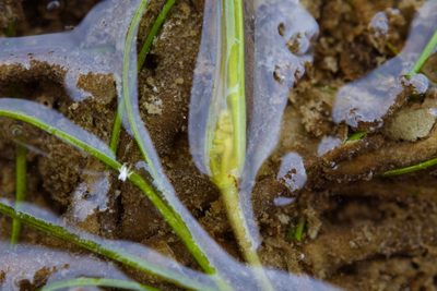 Ruppia maritima, photographed by Cheng-Tao Lin
