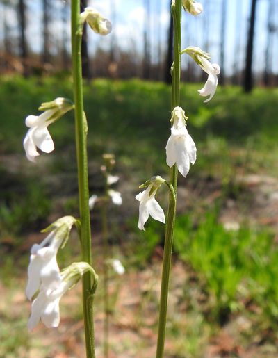 Lobelia paludosa, photographed by Laura Gaudette