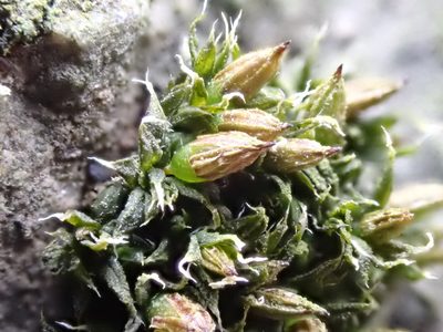 Orthotrichum diaphanum, photographed by Jean-Paul Boerekamps