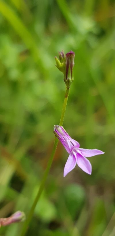 Lobelia goetzei, photographed by Suvarna Parbhoo Mohan