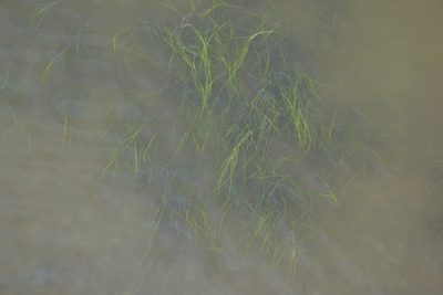 Ruppia maritima, photographed by Cheng-Tao Lin