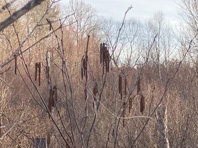 Alnus serrulata, photographed by Alan Weakley