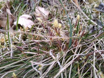 Carex humilis, photographed by Gabriel Mayrhofer