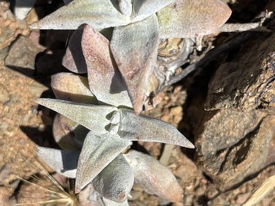 Crassula deltoidea, photographed by Sean Privett