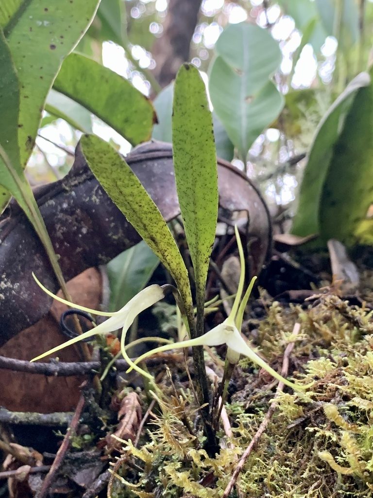 Masdevallia tubulosa, photographed by Círculo de Investigación en Taxonomía, Florística y Ecología Vegetal