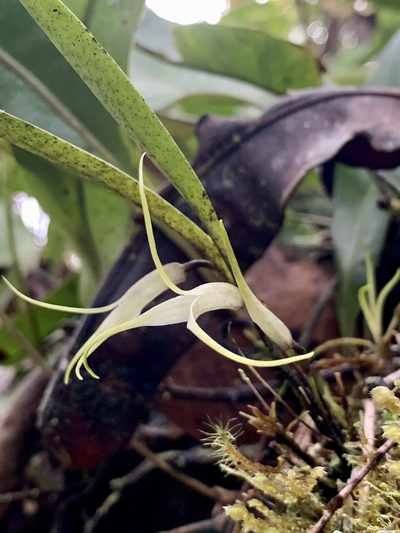 Masdevallia tubulosa, photographed by Círculo de Investigación en Taxonomía, Florística y Ecología Vegetal