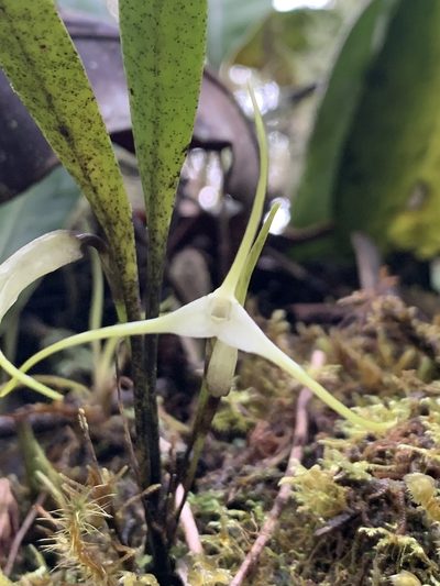 Masdevallia tubulosa, photographed by Círculo de Investigación en Taxonomía, Florística y Ecología Vegetal