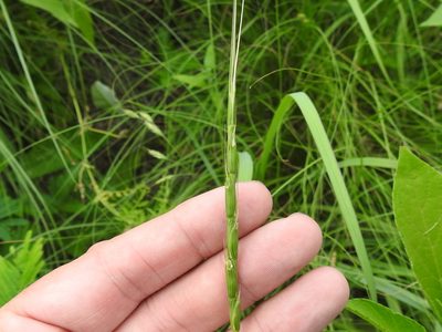 Aegilops cylindrica, photographed by Sam Kieschnick