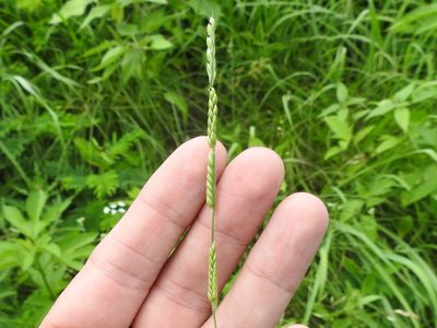Eriochloa sericea, photographed by Sam Kieschnick