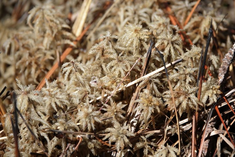 Sphagnum affine, photographed by Lauren McLaurin