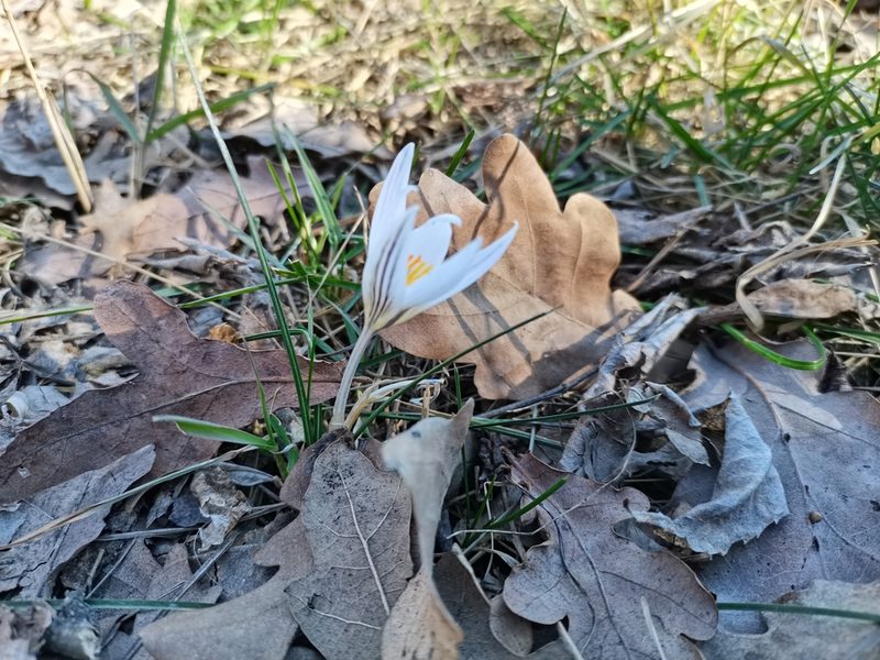 Crocus reticulatus, photographed by Zoltán Nagy