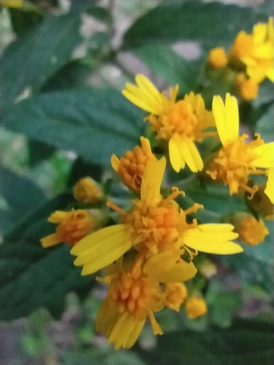 Calea urticifolia, photographed by Obed Palagot Echavarria