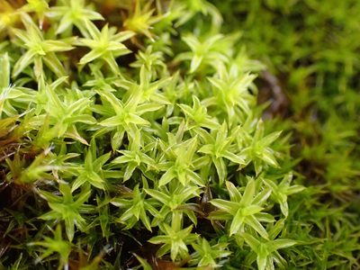Barbula unguiculata, photographed by Jerry Lanfear