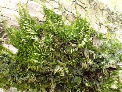Homalothecium sericeum, photographed by Jerry Lanfear