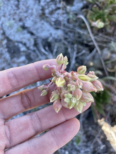 Dudleya cultrata, photographed by Sula Vanderplank