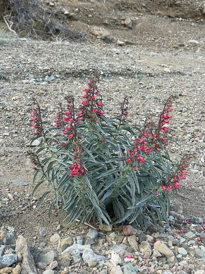Penstemon cerrosensis, photographed by Sula Vanderplank