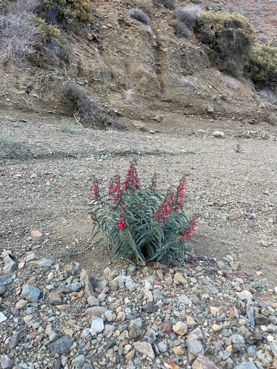 Penstemon cerrosensis, photographed by Sula Vanderplank