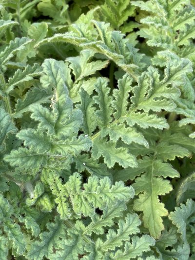 Phacelia ixodes, photographed by Sula Vanderplank