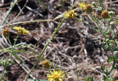 Heterotheca subaxillaris, photographed by Hugo Hulsberg