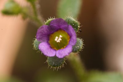 Eucrypta micrantha, photographed by Trevor Van Loon