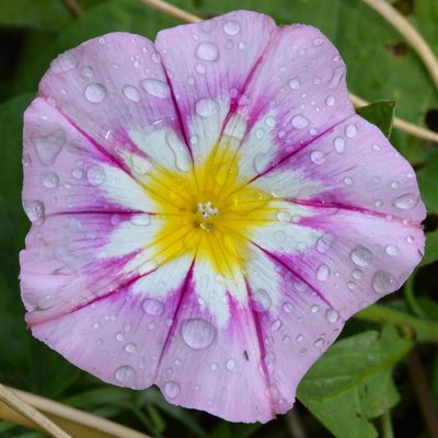 Convolvulus tricolor, photographed by Ryan Hodnett