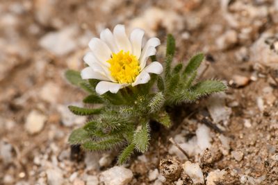 Monoptilon bellioides, photographed by Trevor Van Loon