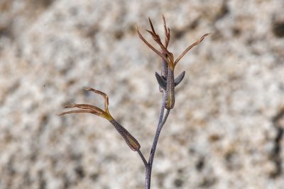 Lyrocarpa coulteri