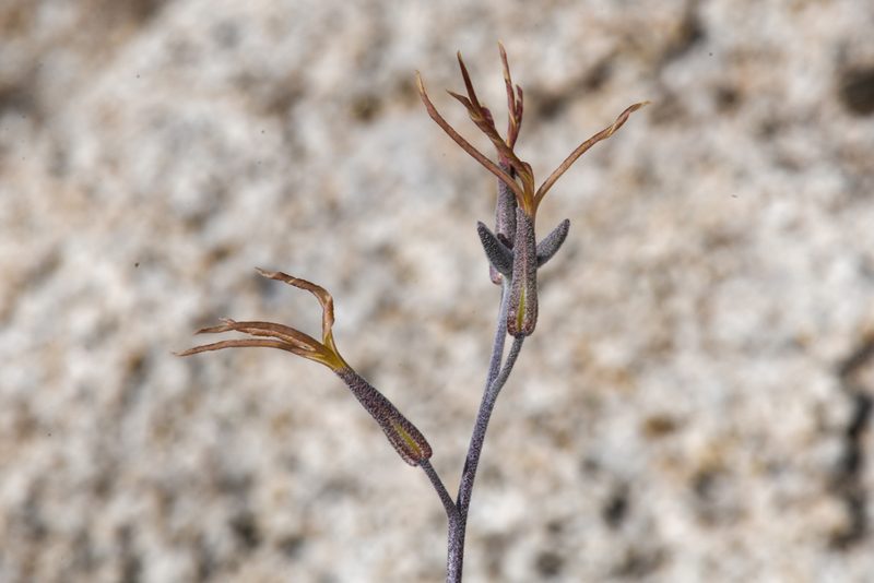 Lyrocarpa coulteri, photographed by Trevor Van Loon