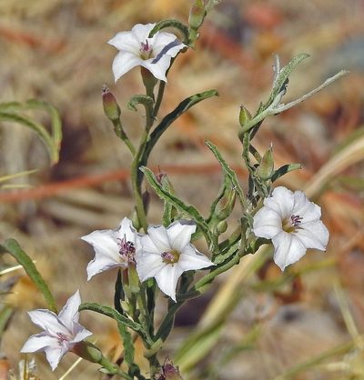 Convolvulus bonariensis, photographed by Hugo Hulsberg
