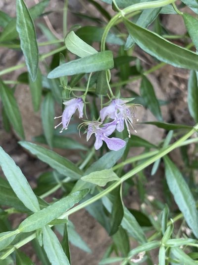 Teucrium glandulosum, photographed by Sula Vanderplank