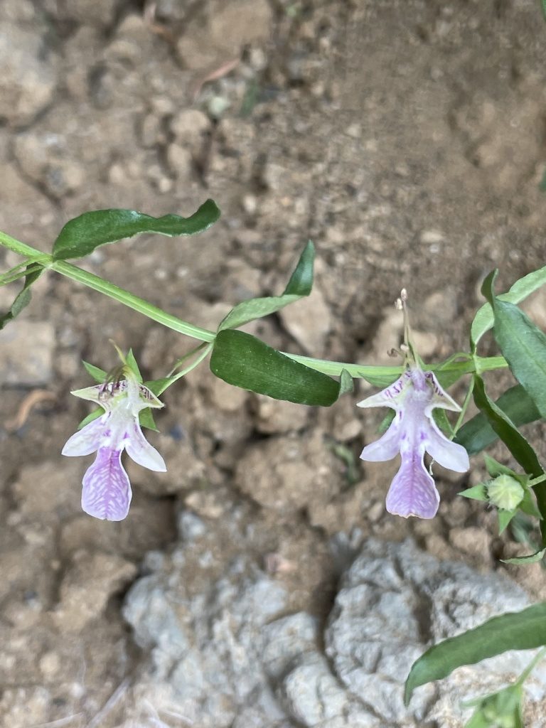 Teucrium glandulosum, photographed by Sula Vanderplank
