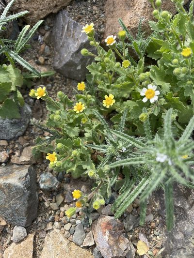 Perityle californica, photographed by Sula Vanderplank