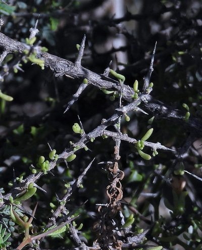Lycium infaustum, photographed by Hugo Hulsberg