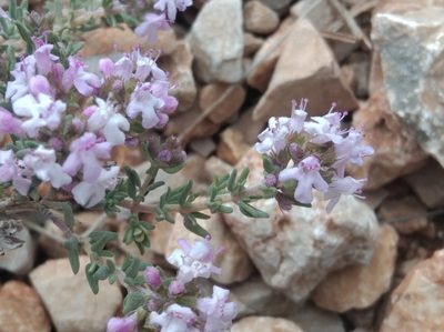Thymus vulgaris, photographed by Ben Costamagna