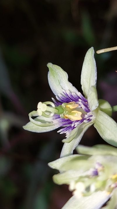 Passiflora nebulosae, photographed by Daniel Mesa