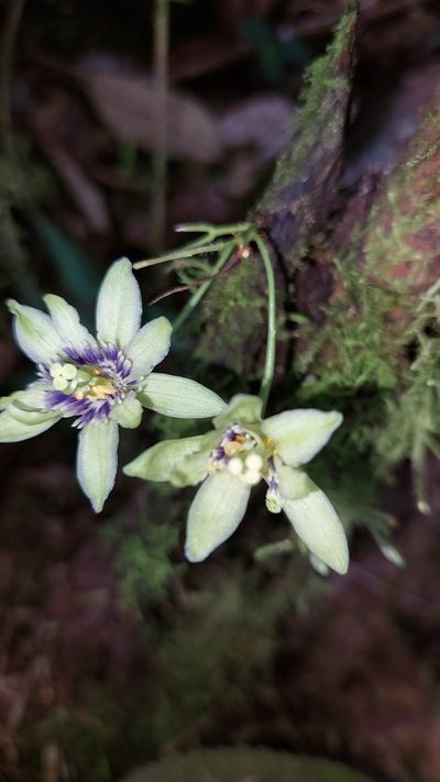 Passiflora nebulosae, photographed by Daniel Mesa
