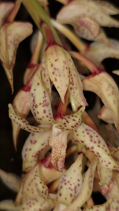 Xylobium leontoglossum, photographed by Daniel Mesa