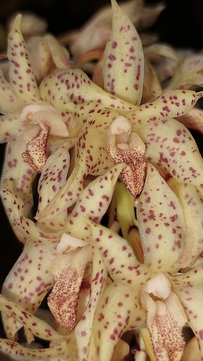 Xylobium leontoglossum, photographed by Daniel Mesa
