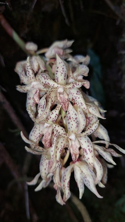Xylobium leontoglossum, photographed by Daniel Mesa