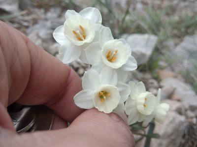Narcissus dubius, photographed by Ben Costamagna
