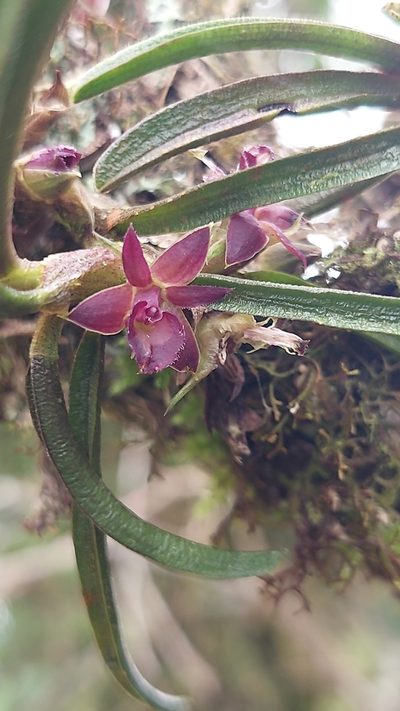 Epidendrum rhodovandoides, photographed by Daniel Mesa