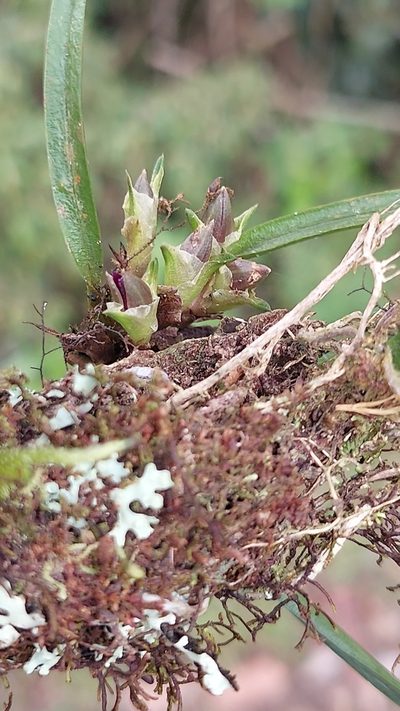 Epidendrum rhodovandoides, photographed by Daniel Mesa