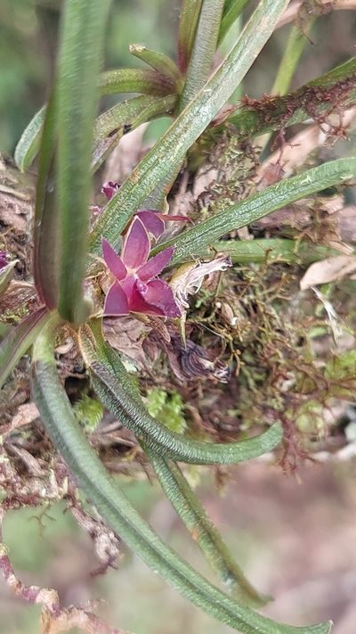 Epidendrum rhodovandoides, photographed by Daniel Mesa
