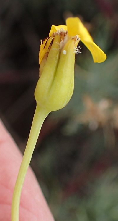 Othonna pavonia, photographed by Nicola van Berkel