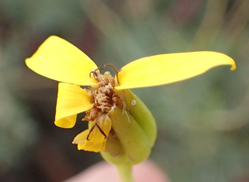 Othonna pavonia, photographed by Nicola van Berkel