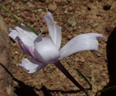 Syringodea pulchella, photographed by Nicola van Berkel