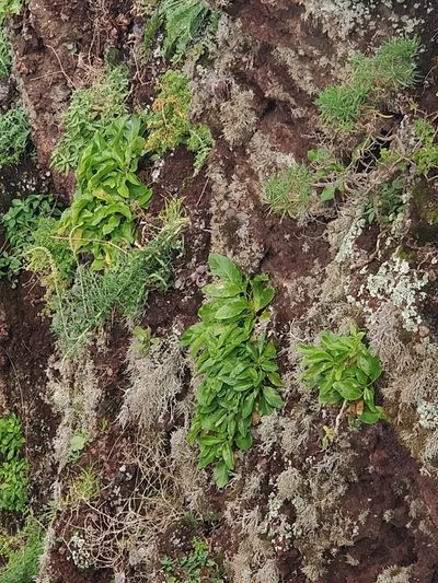 Musschia aurea, photographed by Vítor Jorge