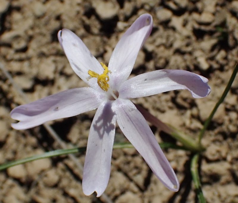 Syringodea pulchella, photographed by Nicola van Berkel