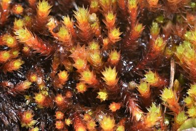 Imbribryum torenii, photographed by Braden J. Judson